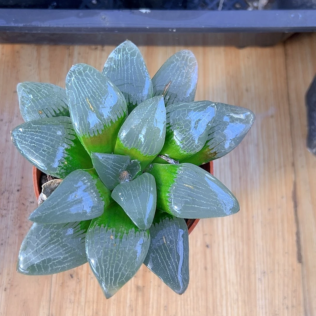 月光寿多肉多肉多肉1