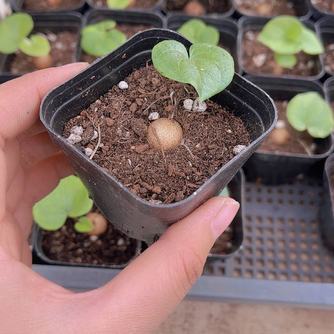 秋*多肉龟甲龙8.8