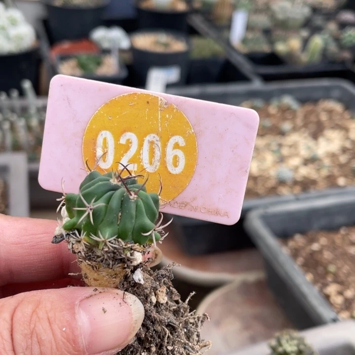 实生龙剑丸一棵0206