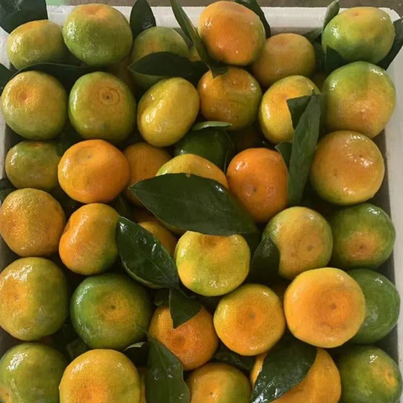 【云南水果蜜橘】果园直发绿色蜜桔子孕妈当季水果新鲜当季现摘现发