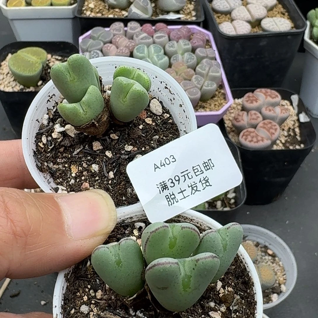 403多肉哈哈哈哈哈哈哈