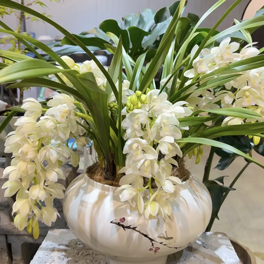 白玉香兰 大花蕙兰年宵花盆栽花卉多年生室内阳台易养护