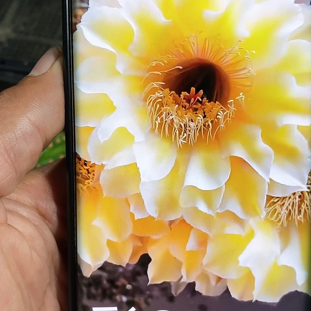 彩 CC188/侧芽歪20包邮/5公分