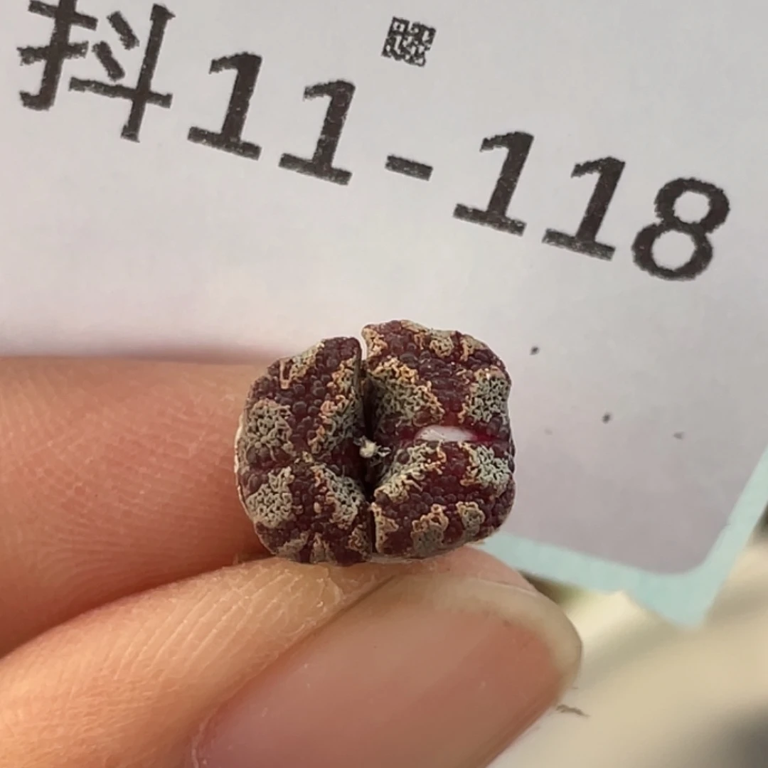 11-118超碟多肉植物