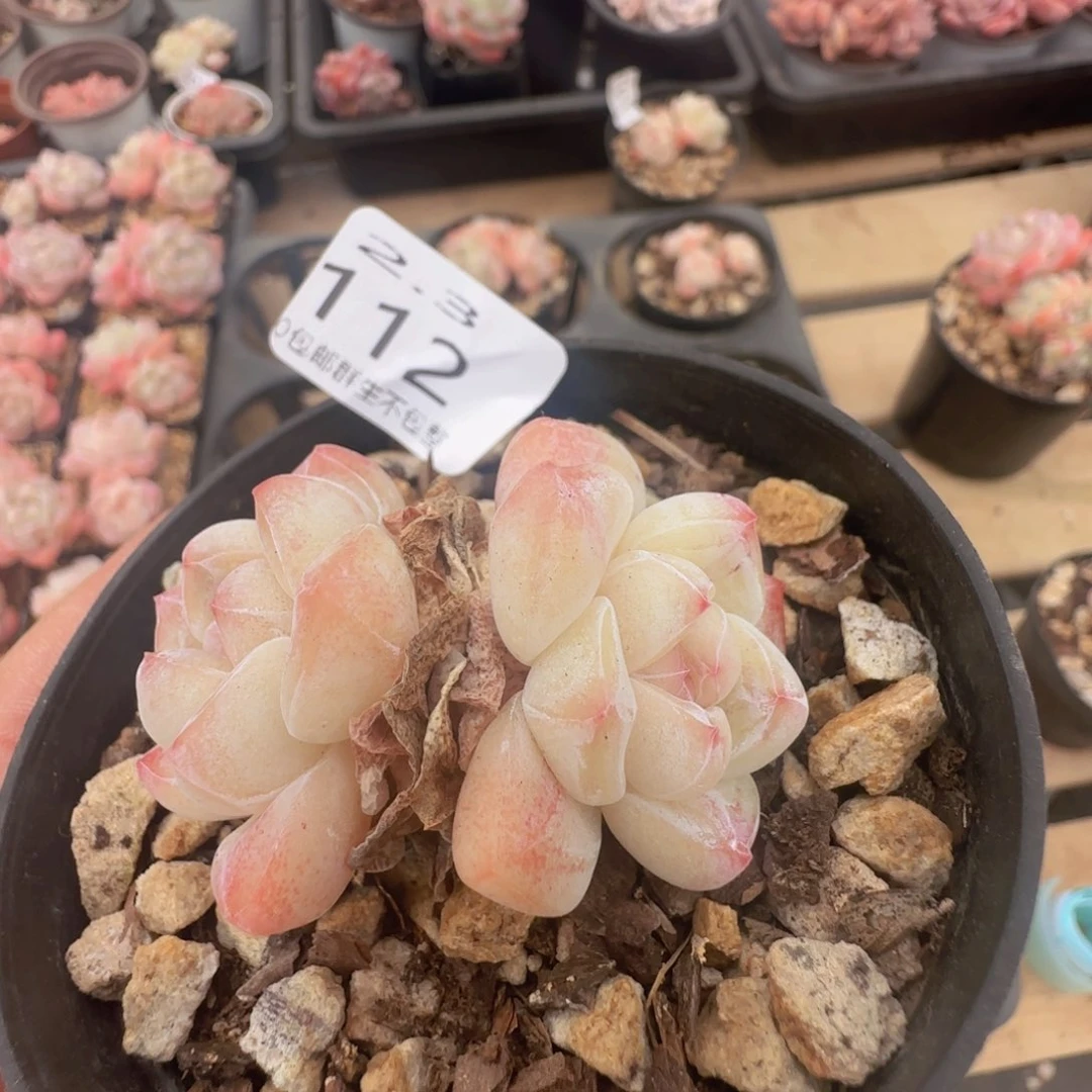 冰玉双头一颗脱土发货