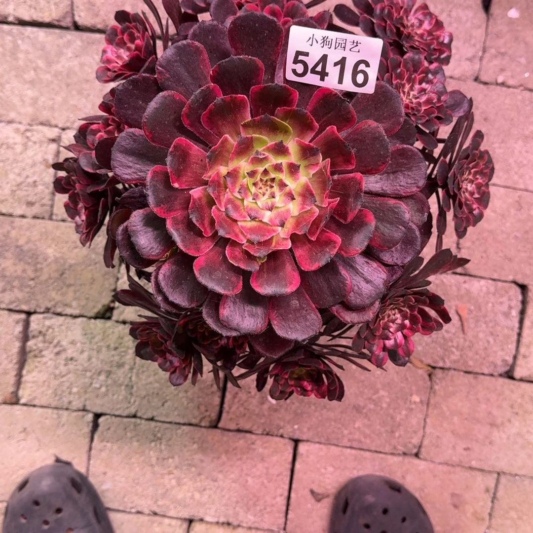 ?****）油彩画多肉植物5416寄养