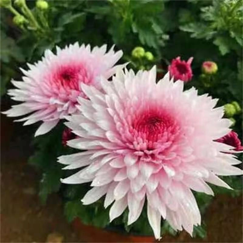 【荷塘月色】九月大菊花盆栽   多年生宿根植物菊花