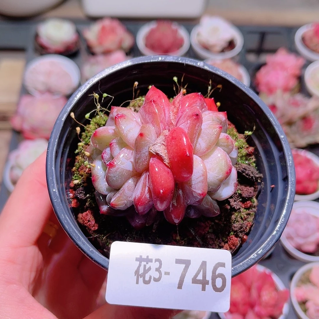 花利美3-746橙梦露