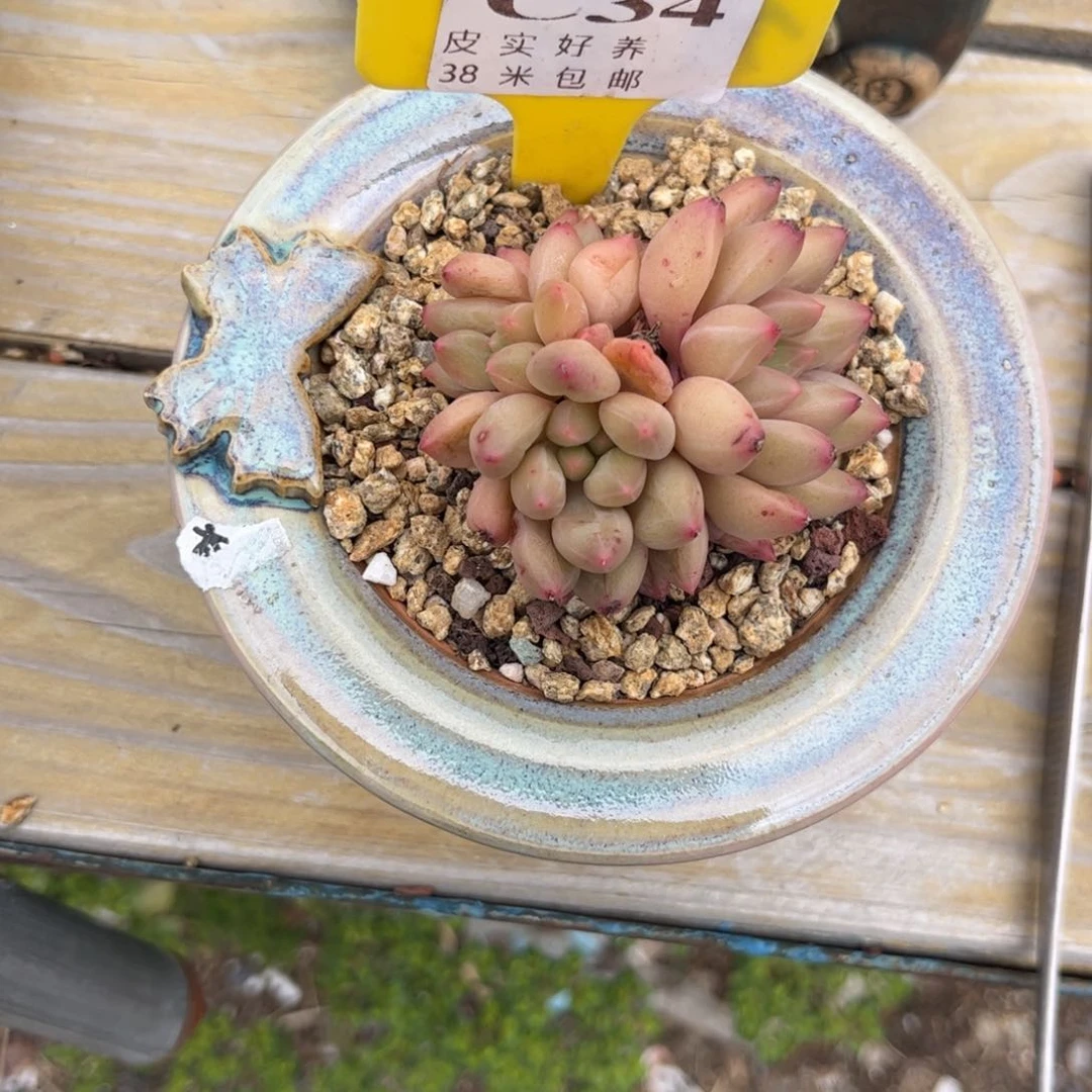 蔚****I多肉植物1111111111