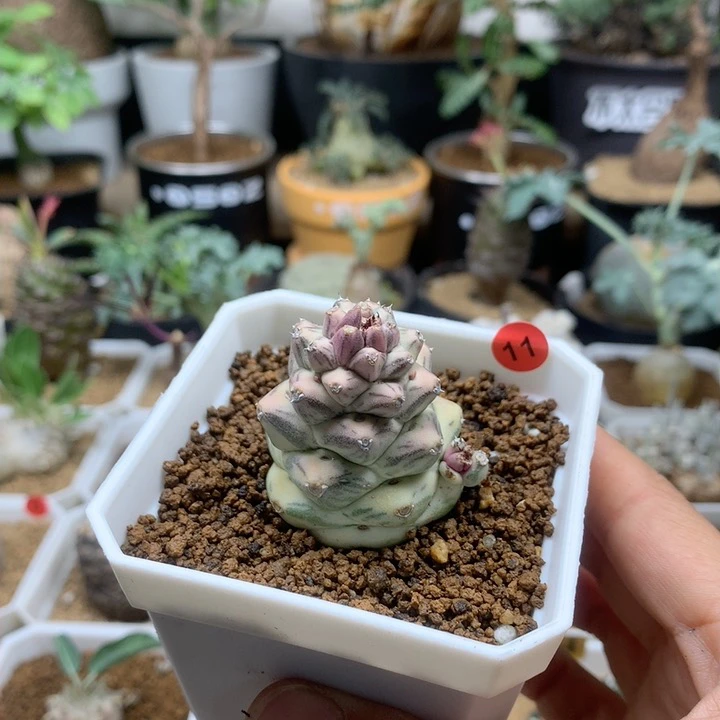 自根将军阁白斑锦脱土