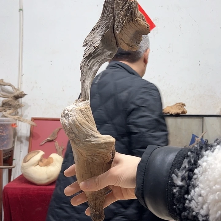 柏木感*我们都是好孩子呀