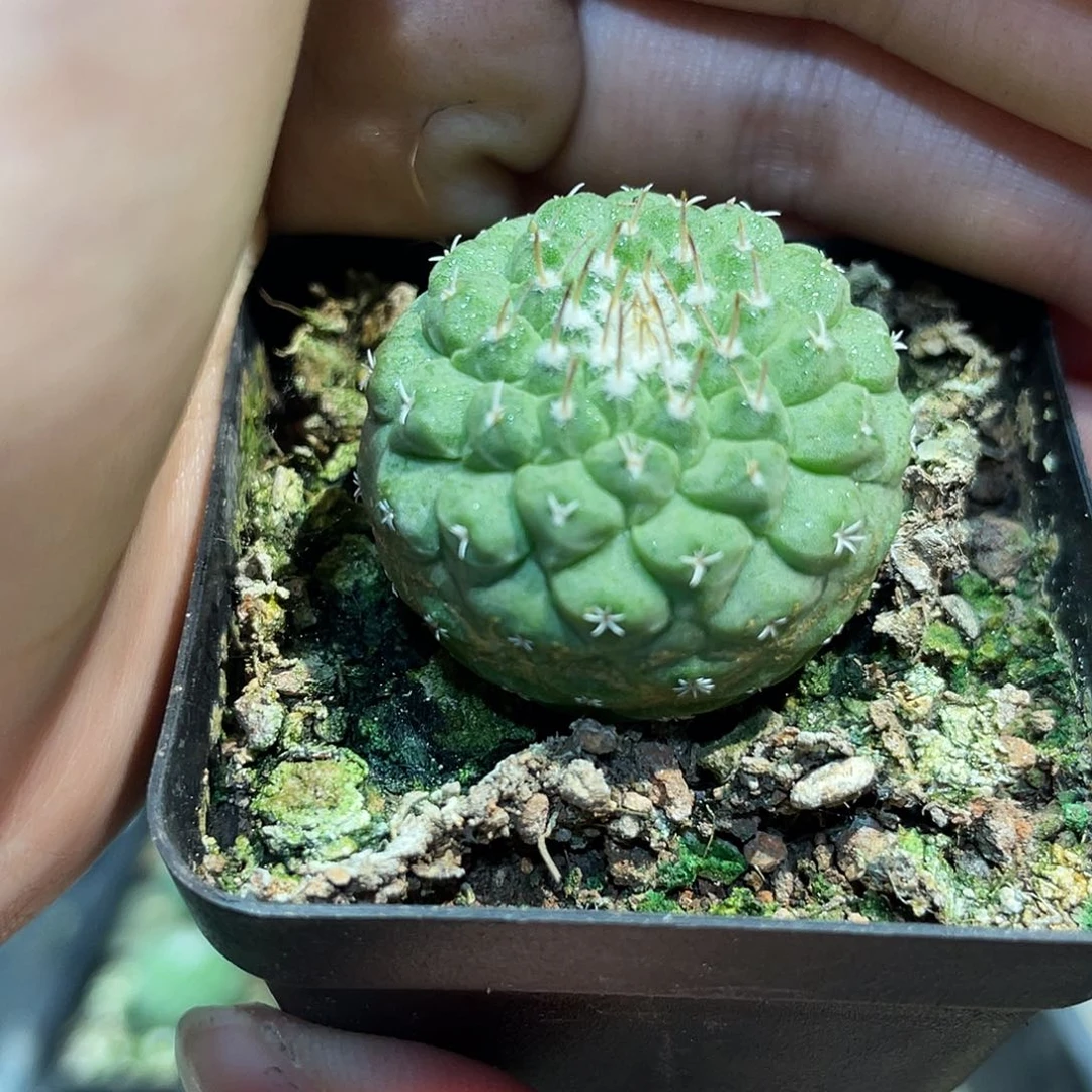 2.8cm实生控养菊水