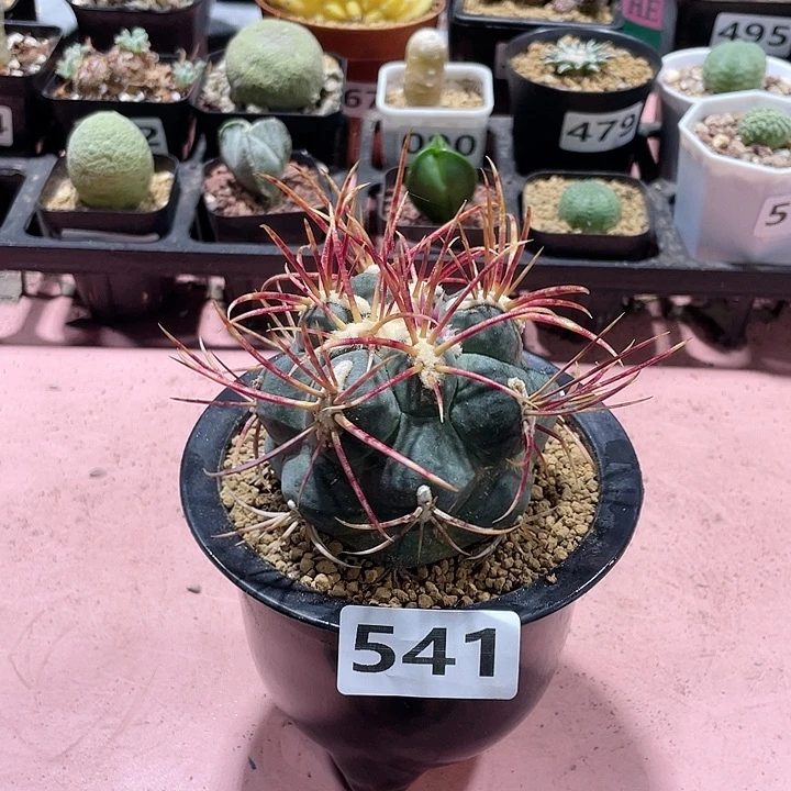 541超狂刺高木绯冠龙
