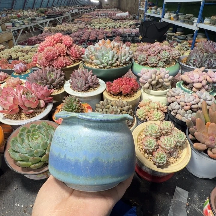 特价花盆满50发货内口9