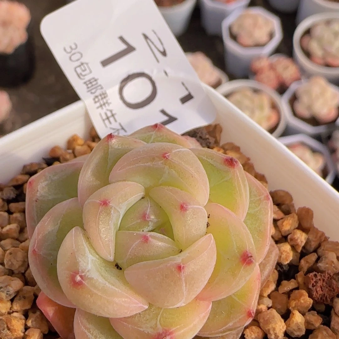 钻石珍妮单头一颗脱土