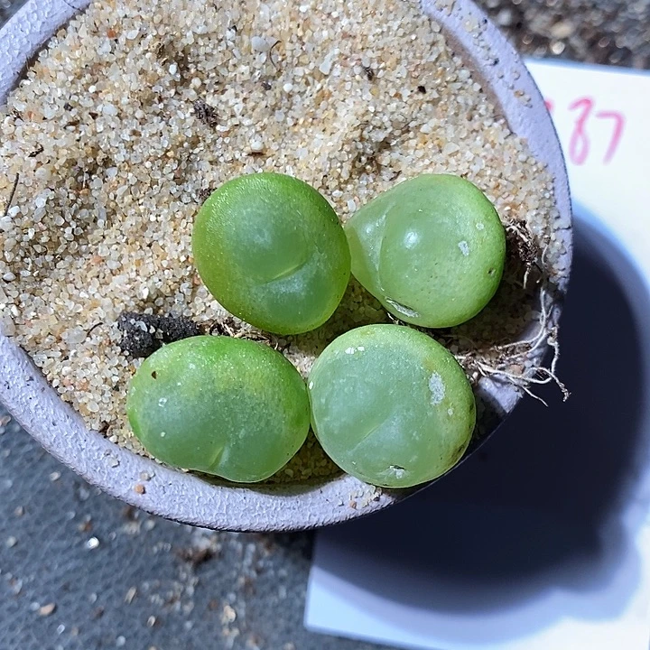 18387。     拉登一颗。有瑕疵。