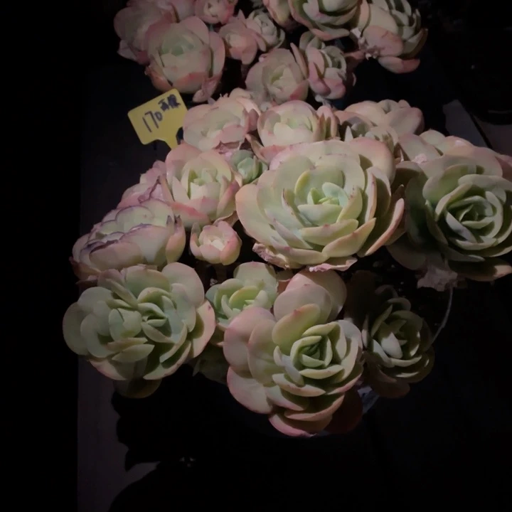 哒***鲵000000000000000170碧桃脱土