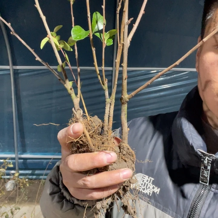 完全开放皇族海棠一颗