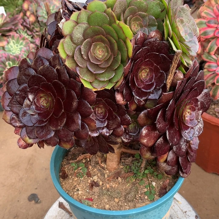 465黑美人多肉植物特价