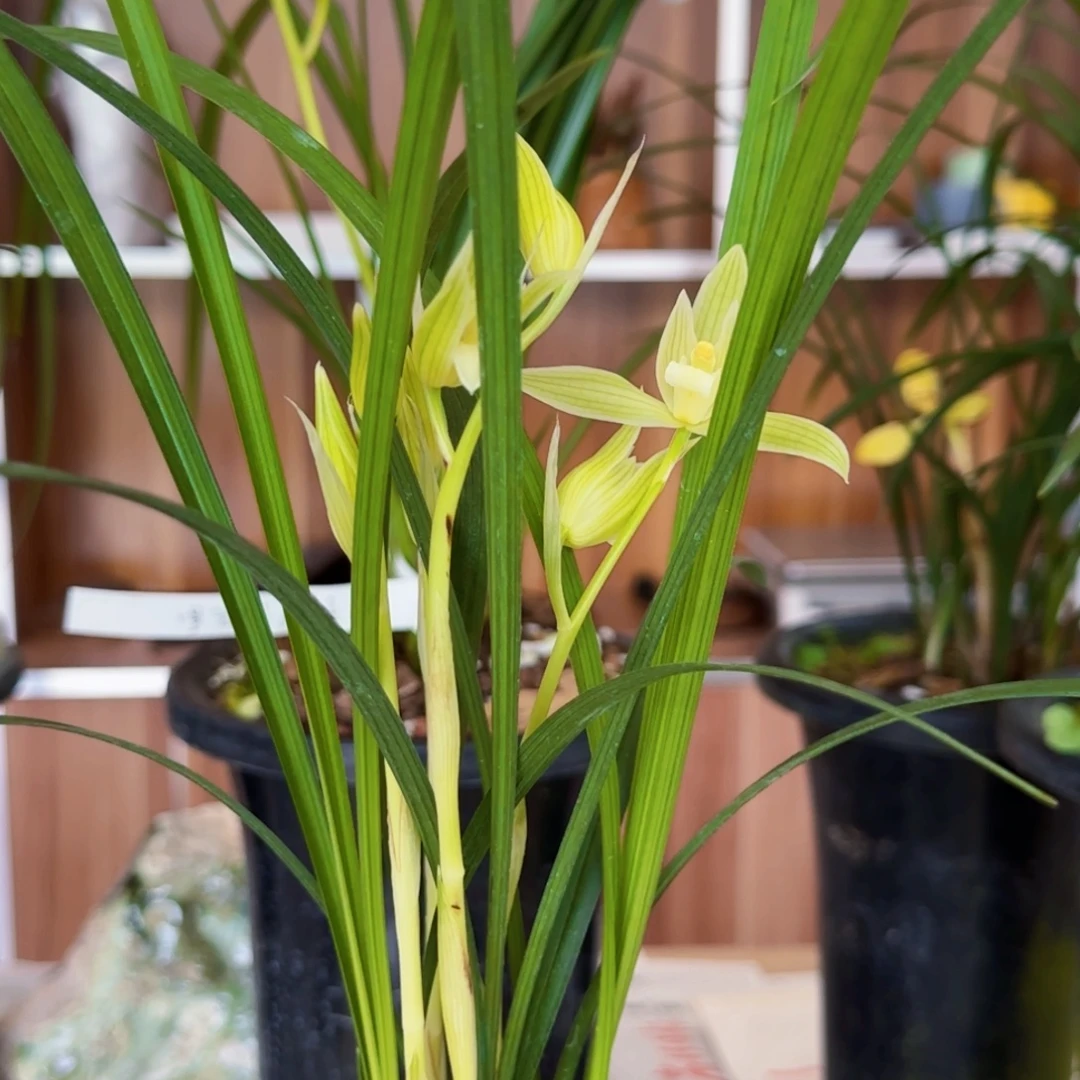 蜀***韵完全开放春剑素花