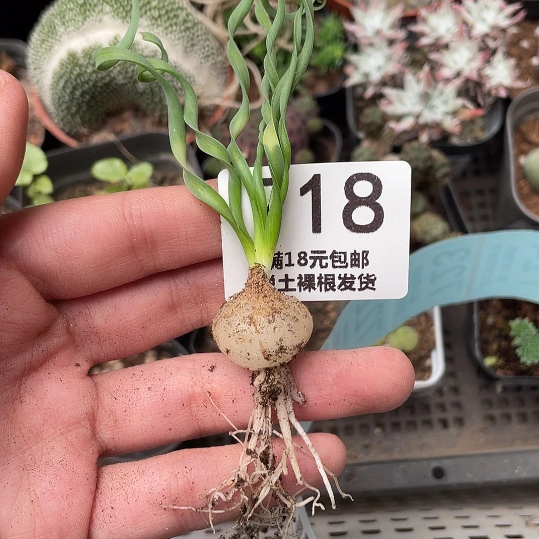 718弹黄草（满18包邮）