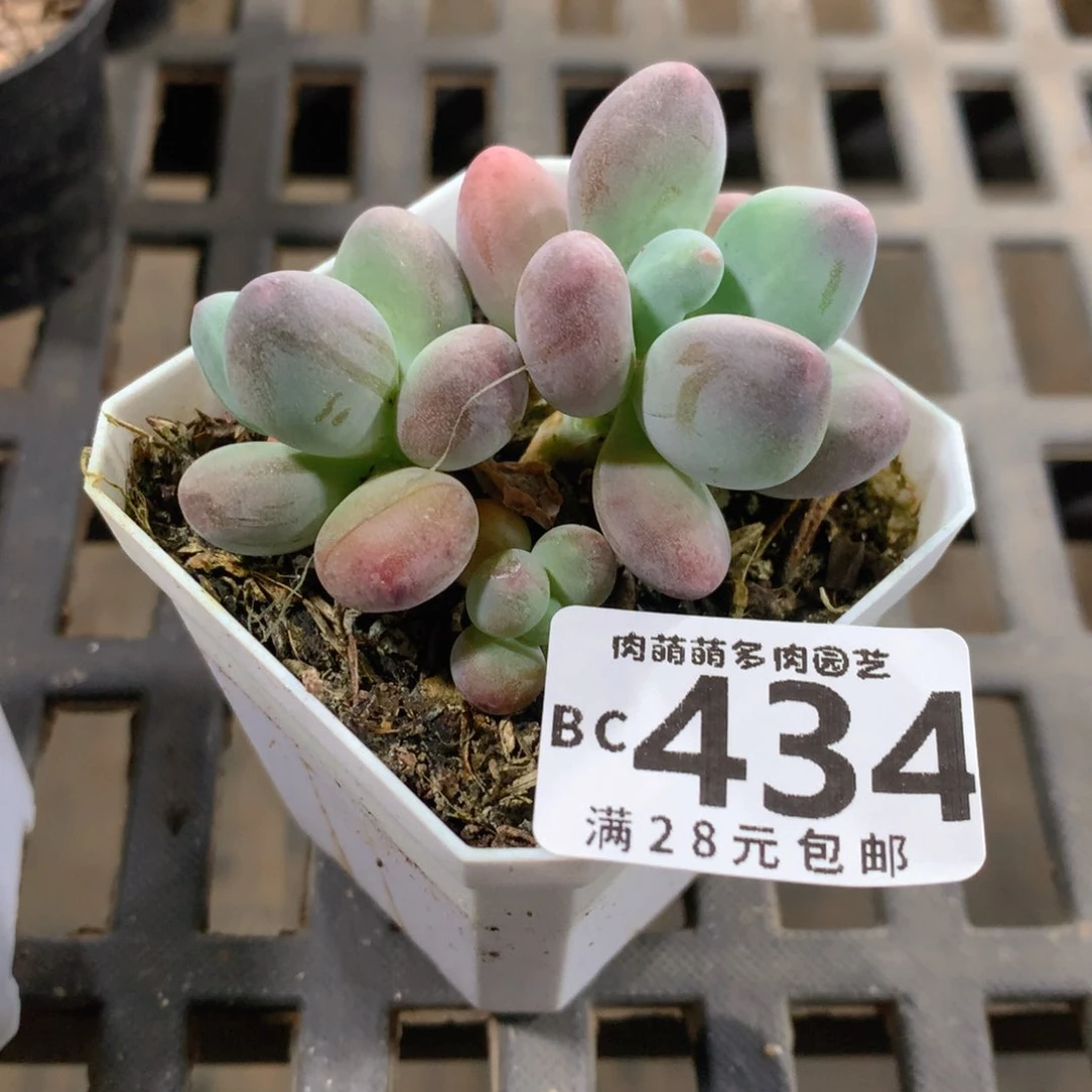 肉萌萌5cm拇指盆精控多肉BC434