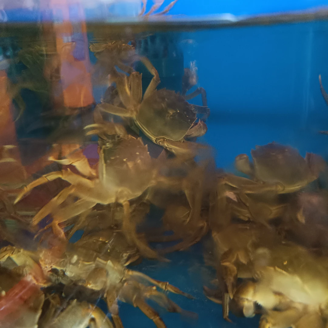 鲜活河蟹(6只500g有黄)