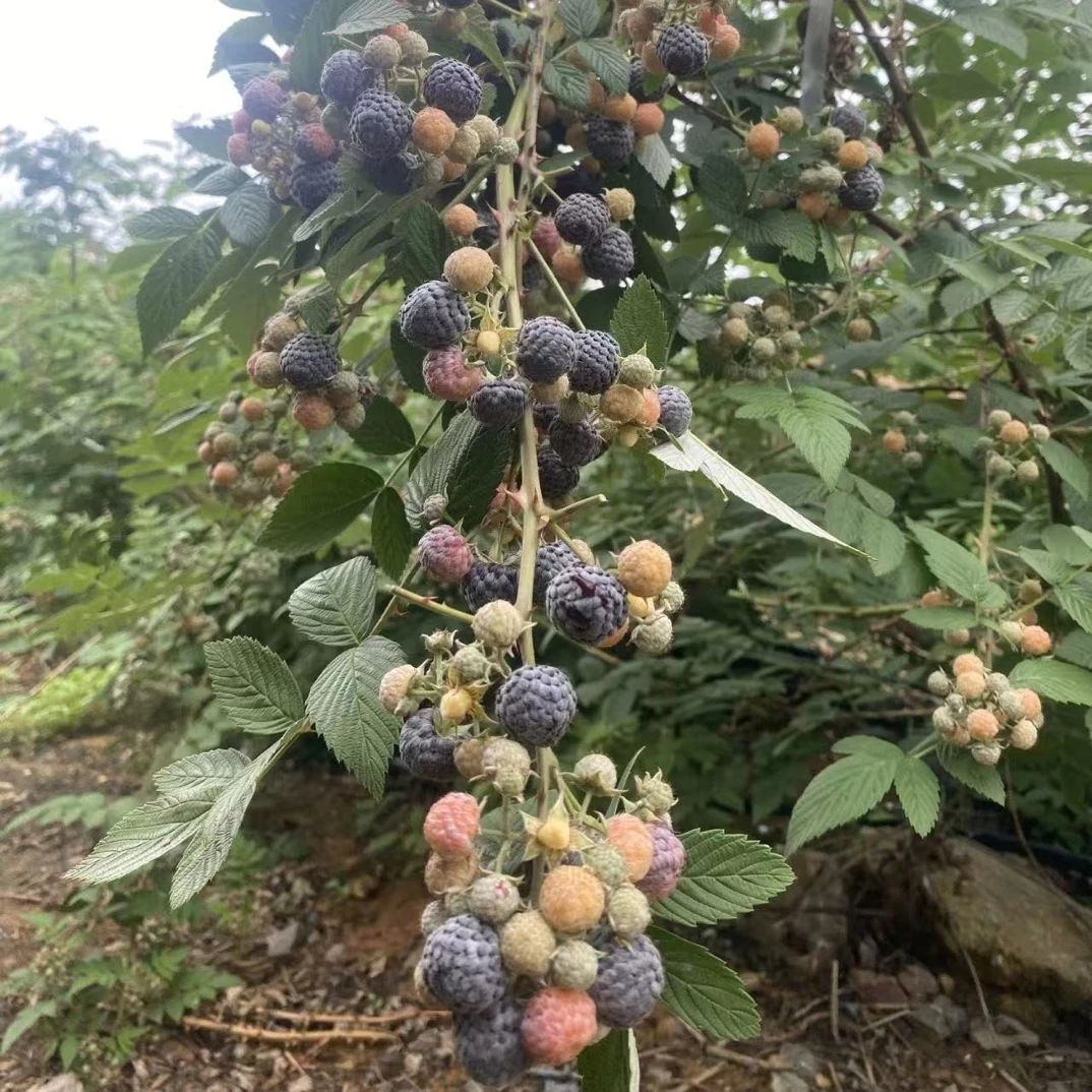 （杯苗）云南基地直发黑锁梅无刺黑泡盆栽