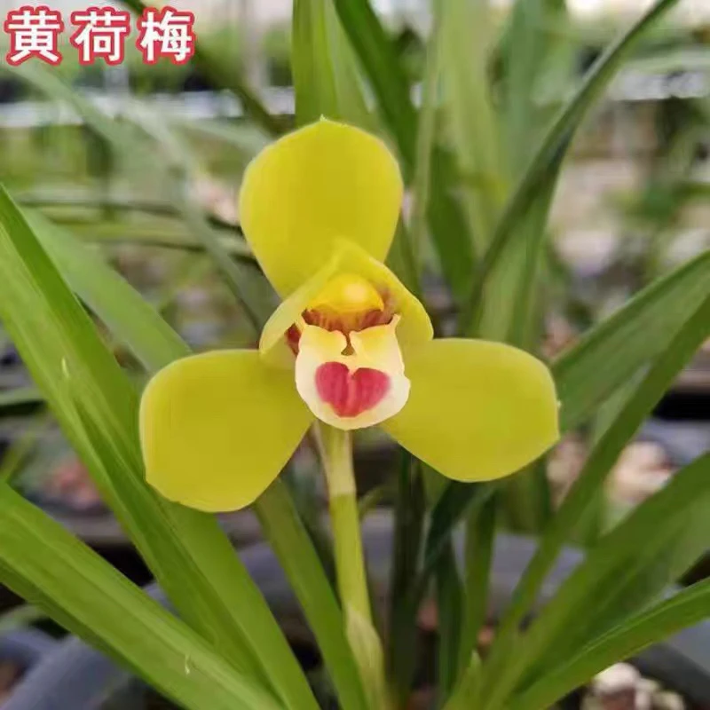【黄荷梅】春兰黄花开花浓香
