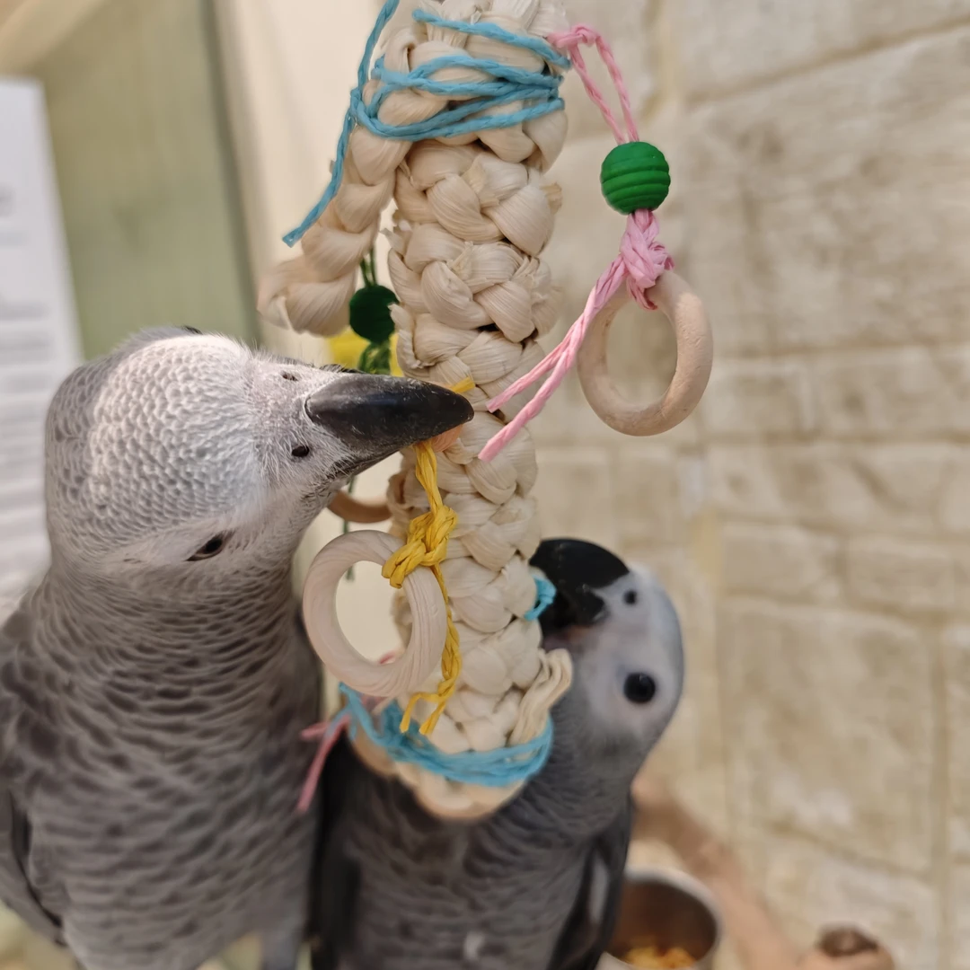 Suopi索皮鹦鹉啃咬玩具 玉米叶原木-好棒棒