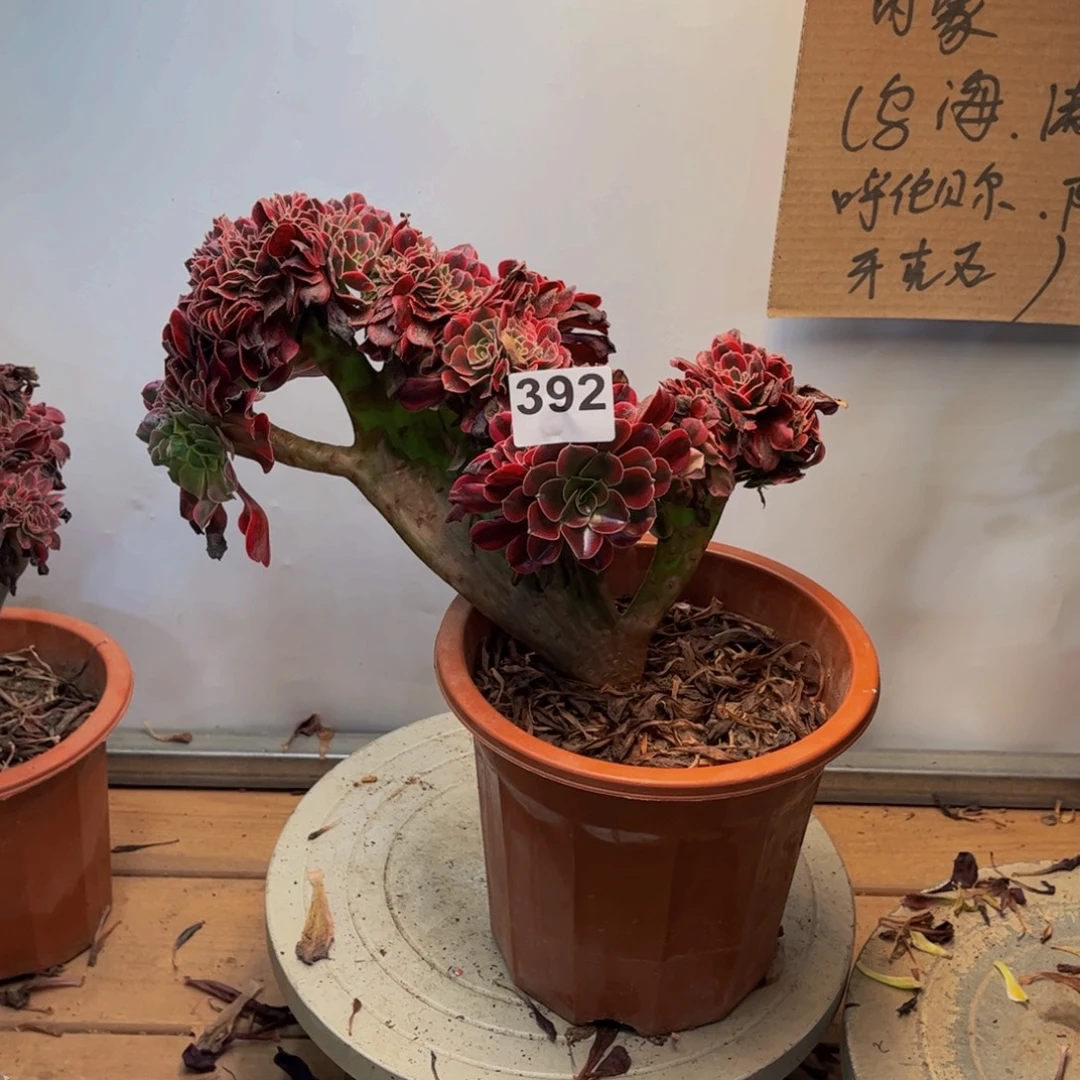 多肉植物美杜莎缀392
