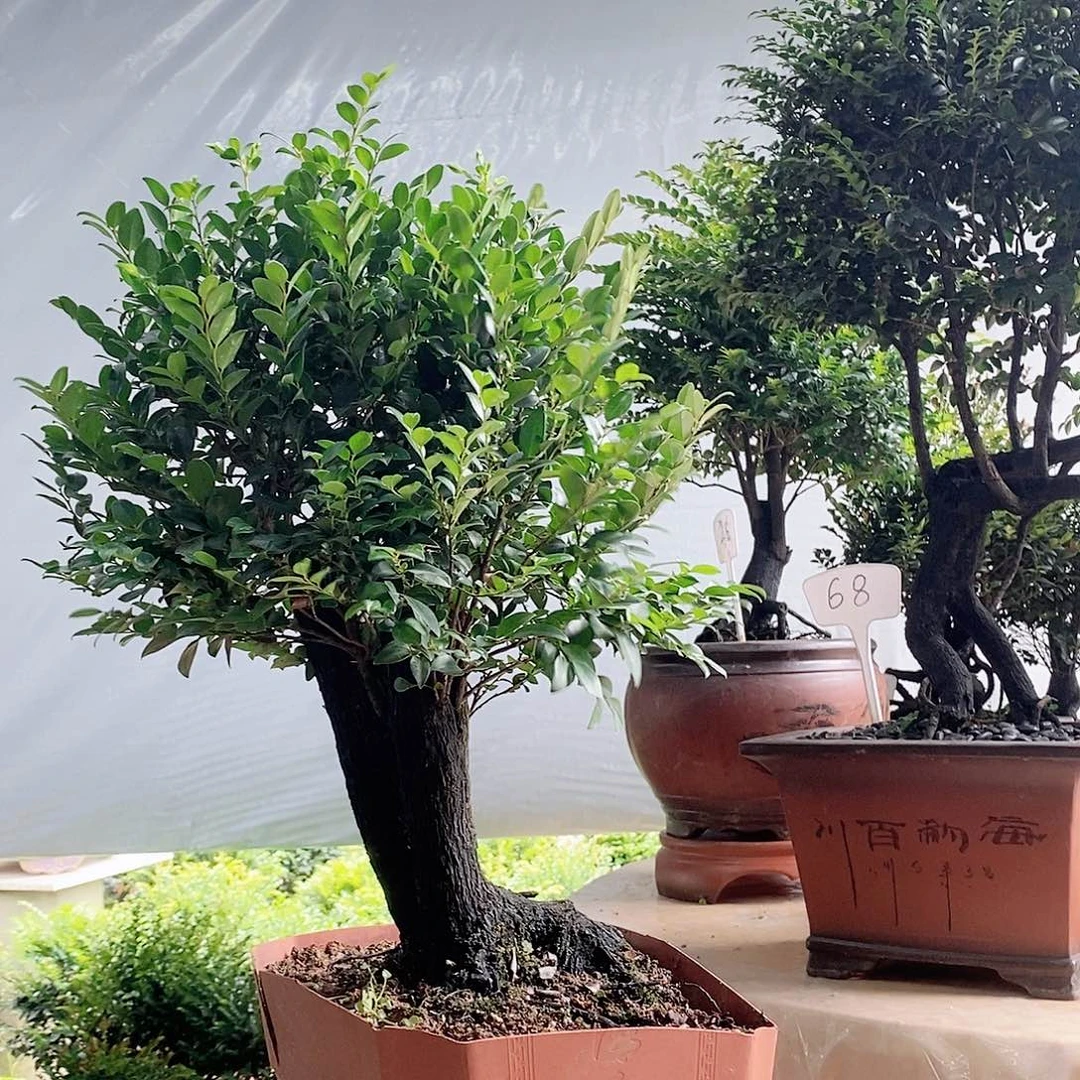 及***她无花朵秀明园艺秀明园艺