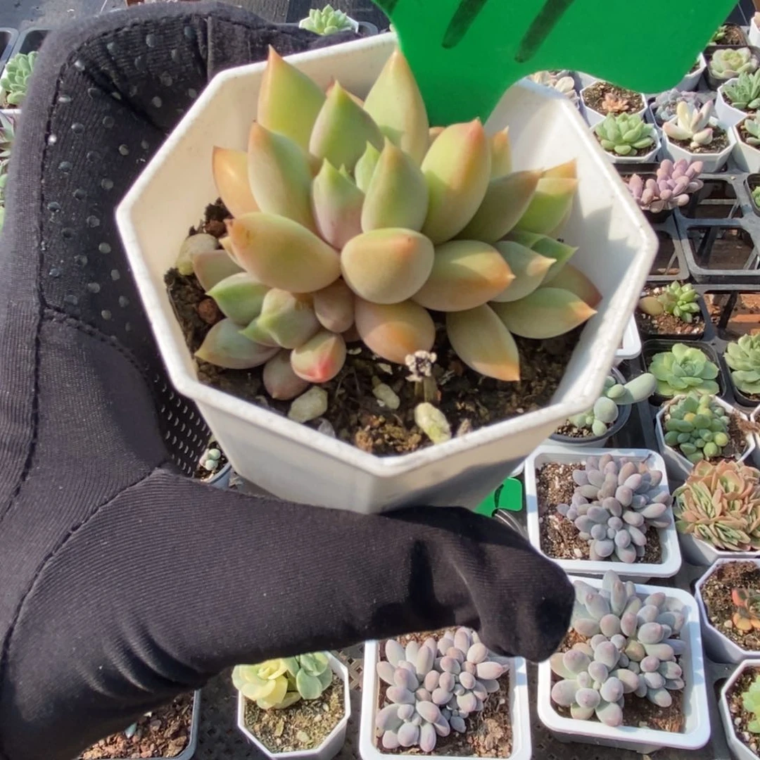 941象牙多肉植物保护