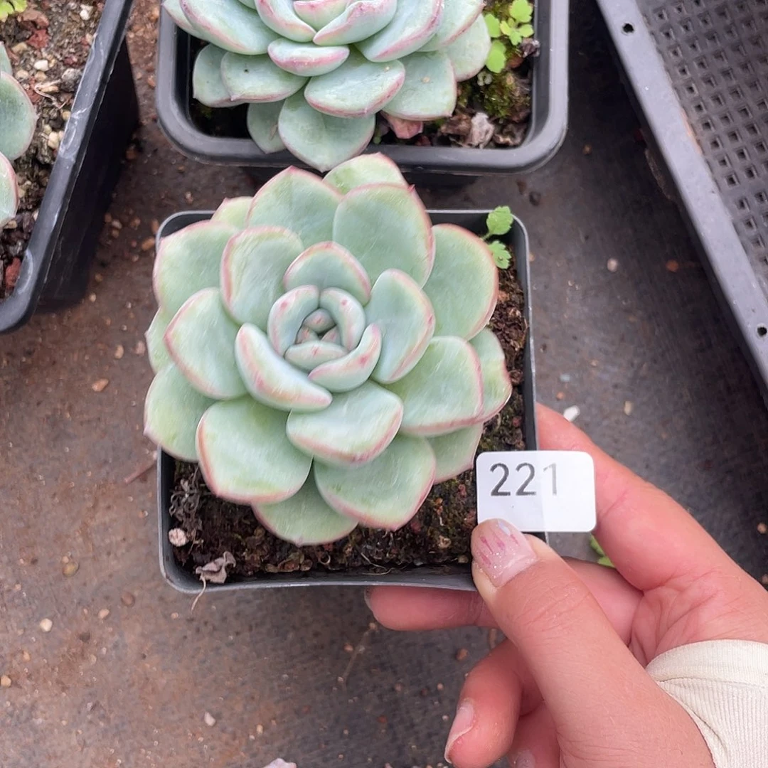 221。泡芙。        量拍