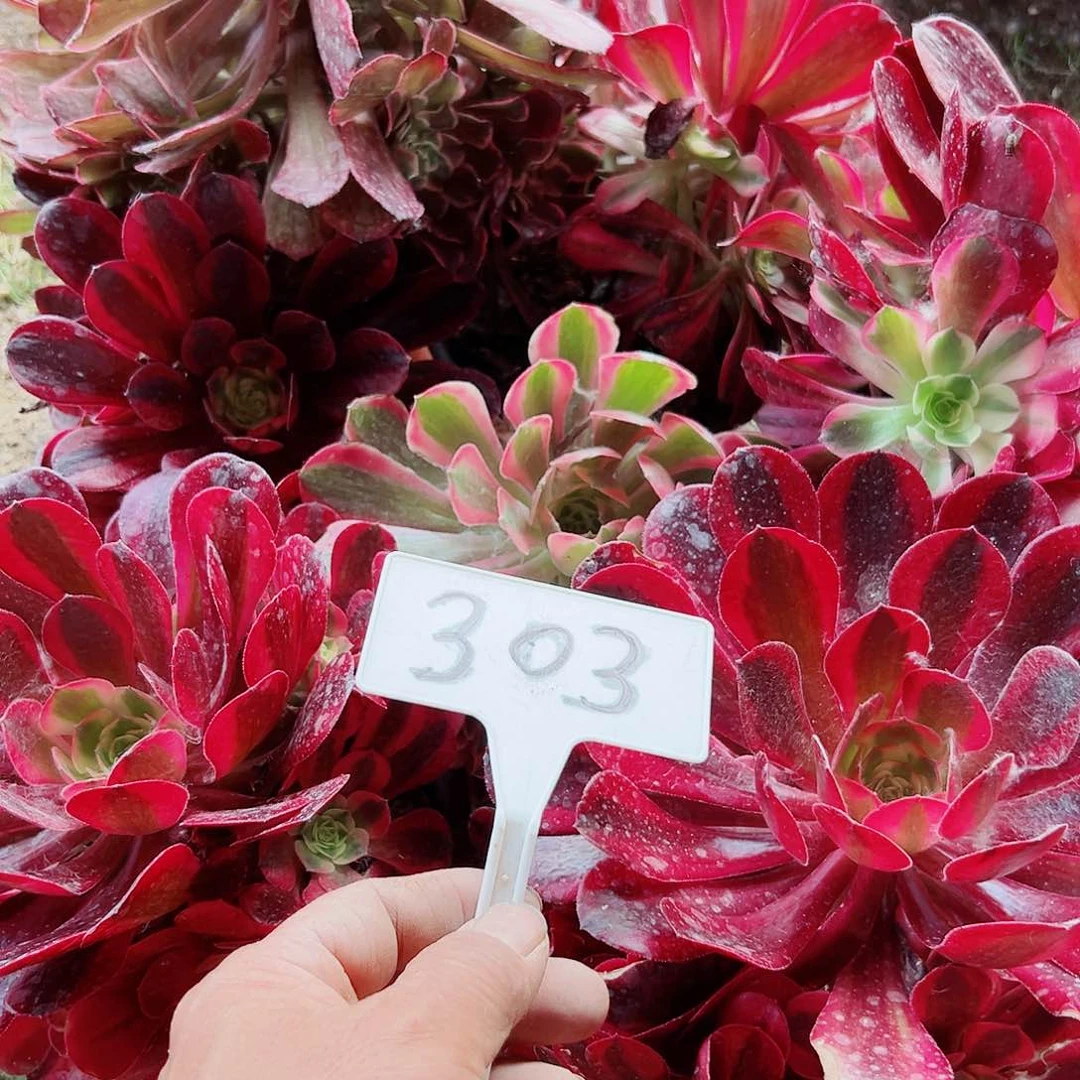 多肉植物组合7个