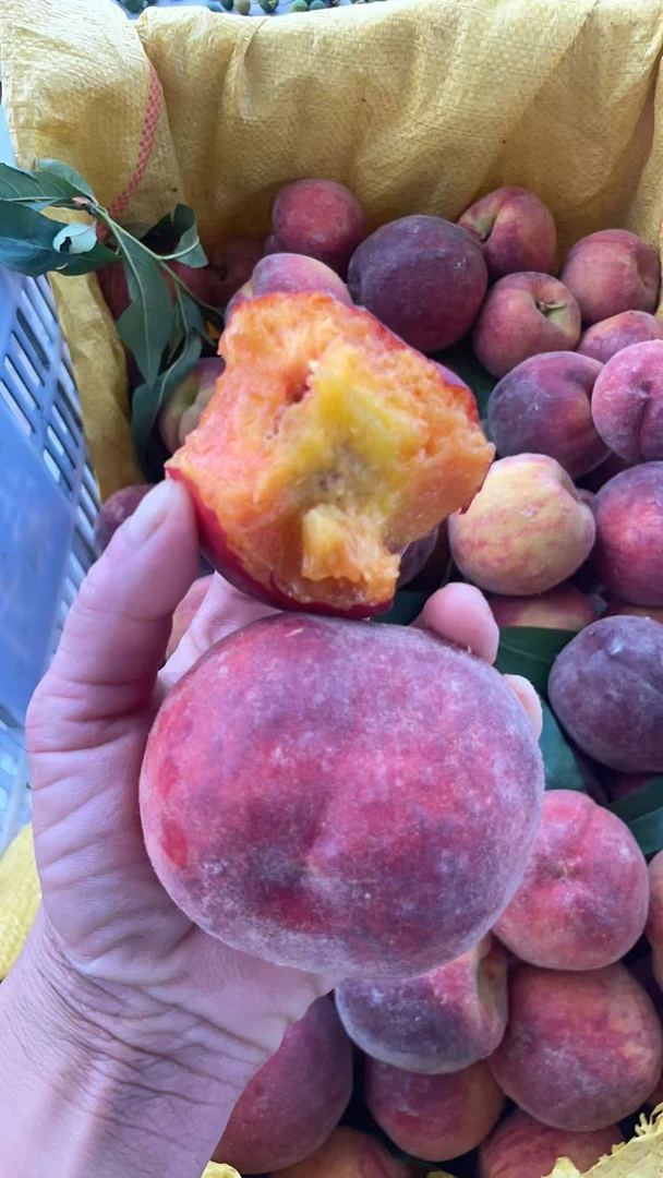 正宗秭归现摘现发彩虹黄桃黄金蜜新鲜多汁脆甜香甜当季水果