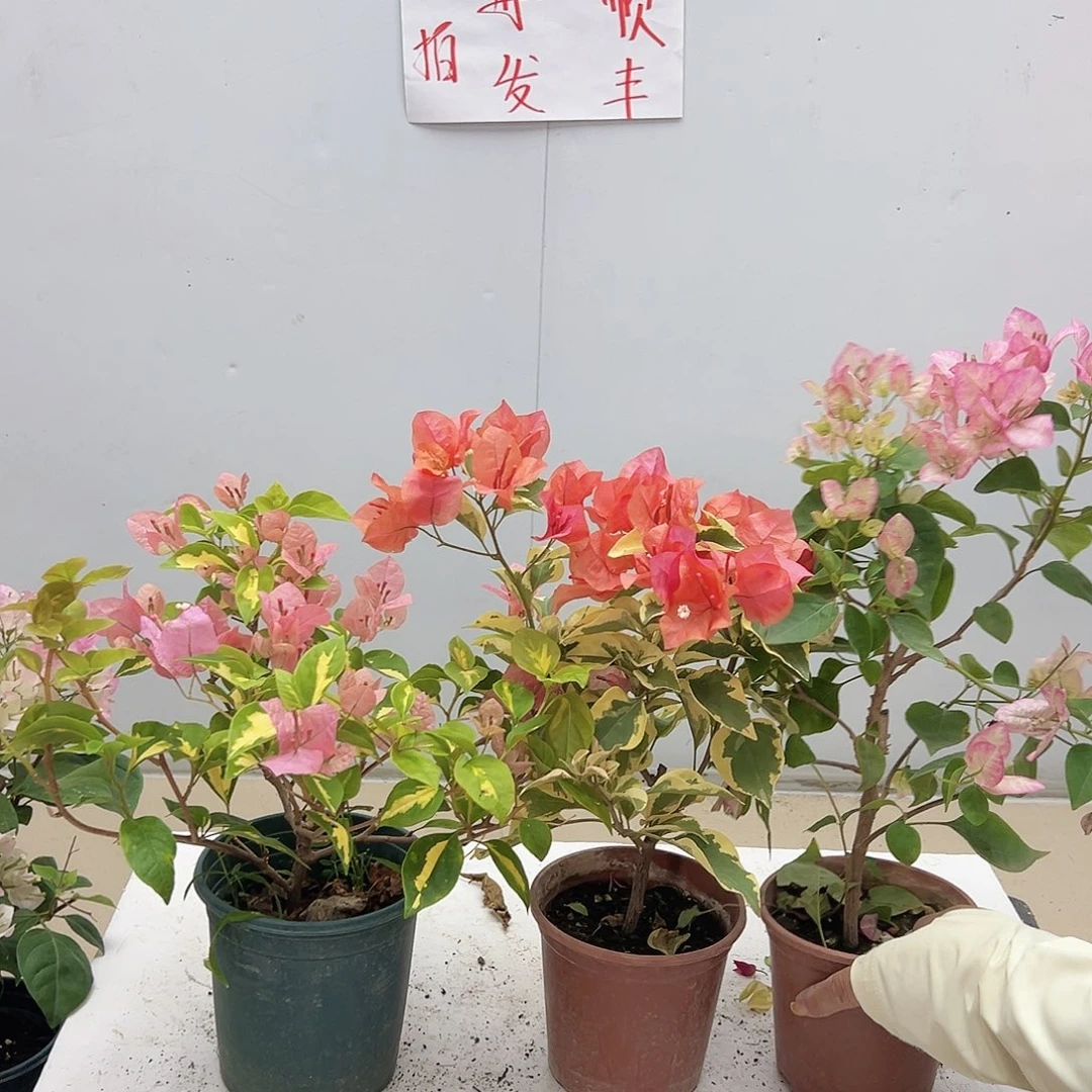 大部分花苞少量开放橙白，橙冰，五宝