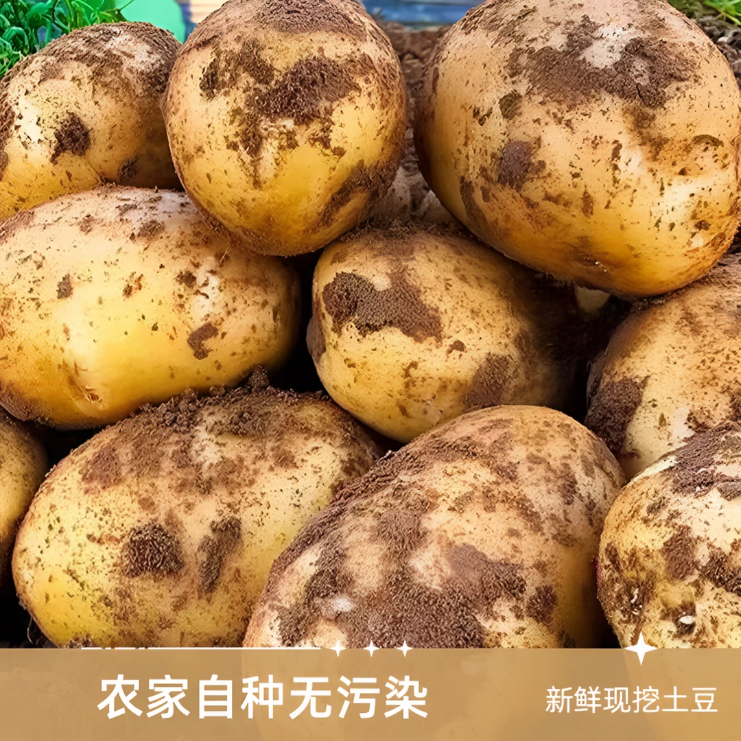 甘肃定西正宗黄金薯沙面粉土豆洋芋软糯香新鲜采摘南方