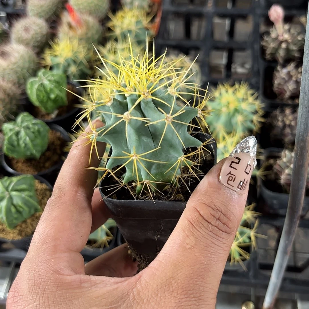 王冠龙单头发货有根发货