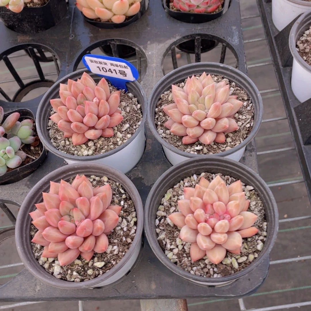 1041号 钻石果冻黄金车厘子单头一个