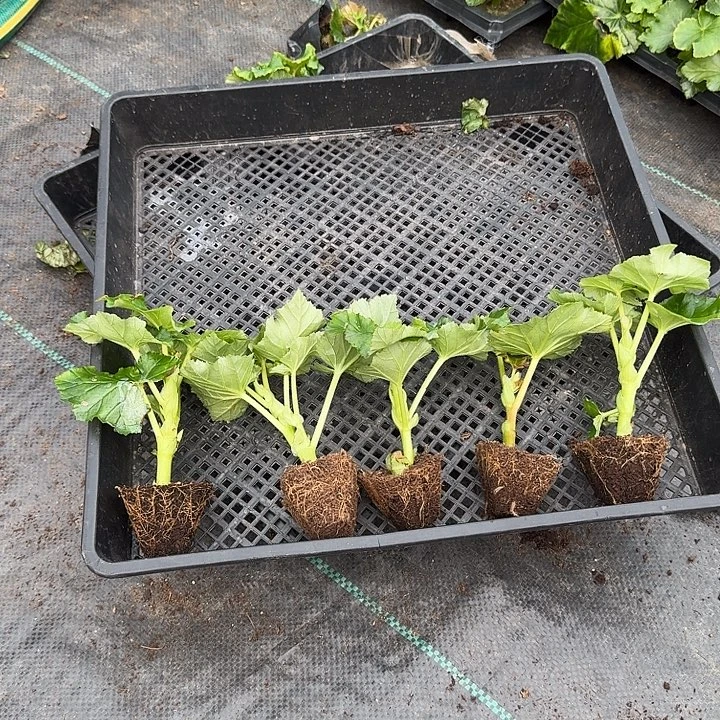 全部花苞福利5色丽格海棠
