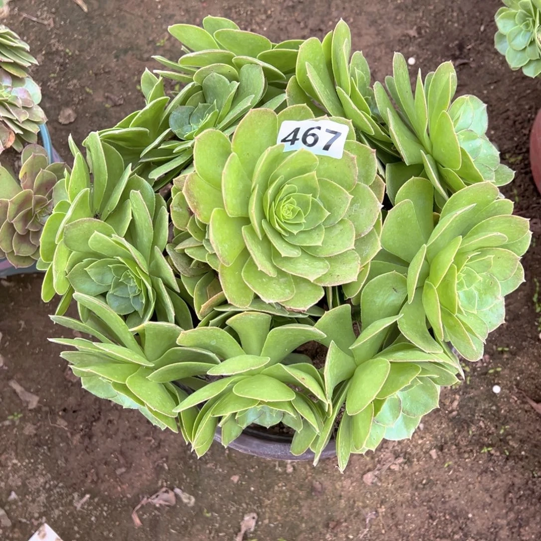 多肉植物圣罗兰467