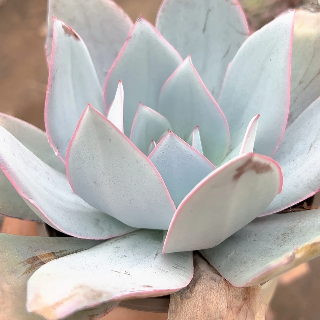 广寒宫大单头精品特价14cm