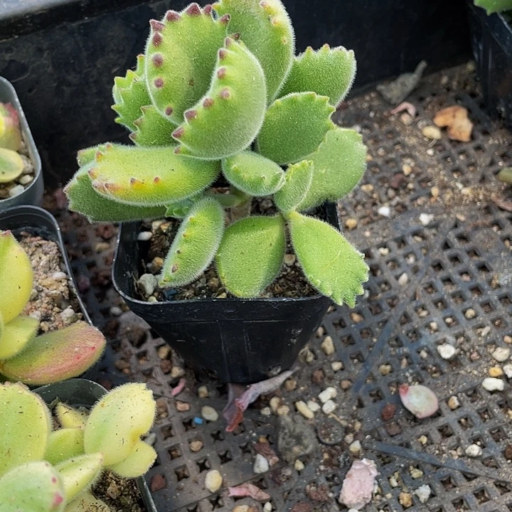 6.5方绿熊带盆土发