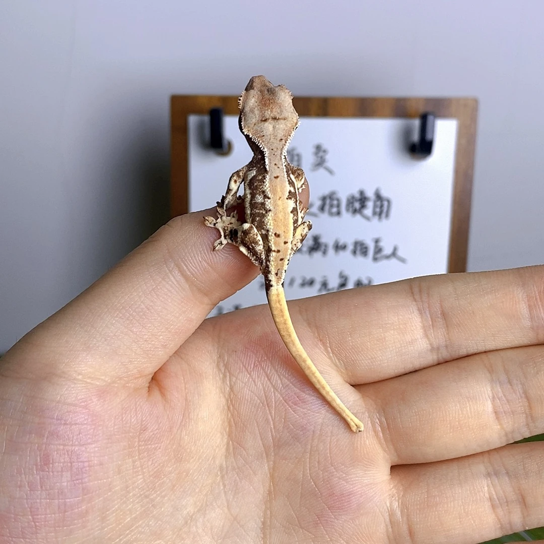 豹纹守宫莉莉白 大概率小满背