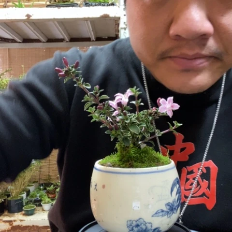 红陶一**墩一物一拍所见即所得2