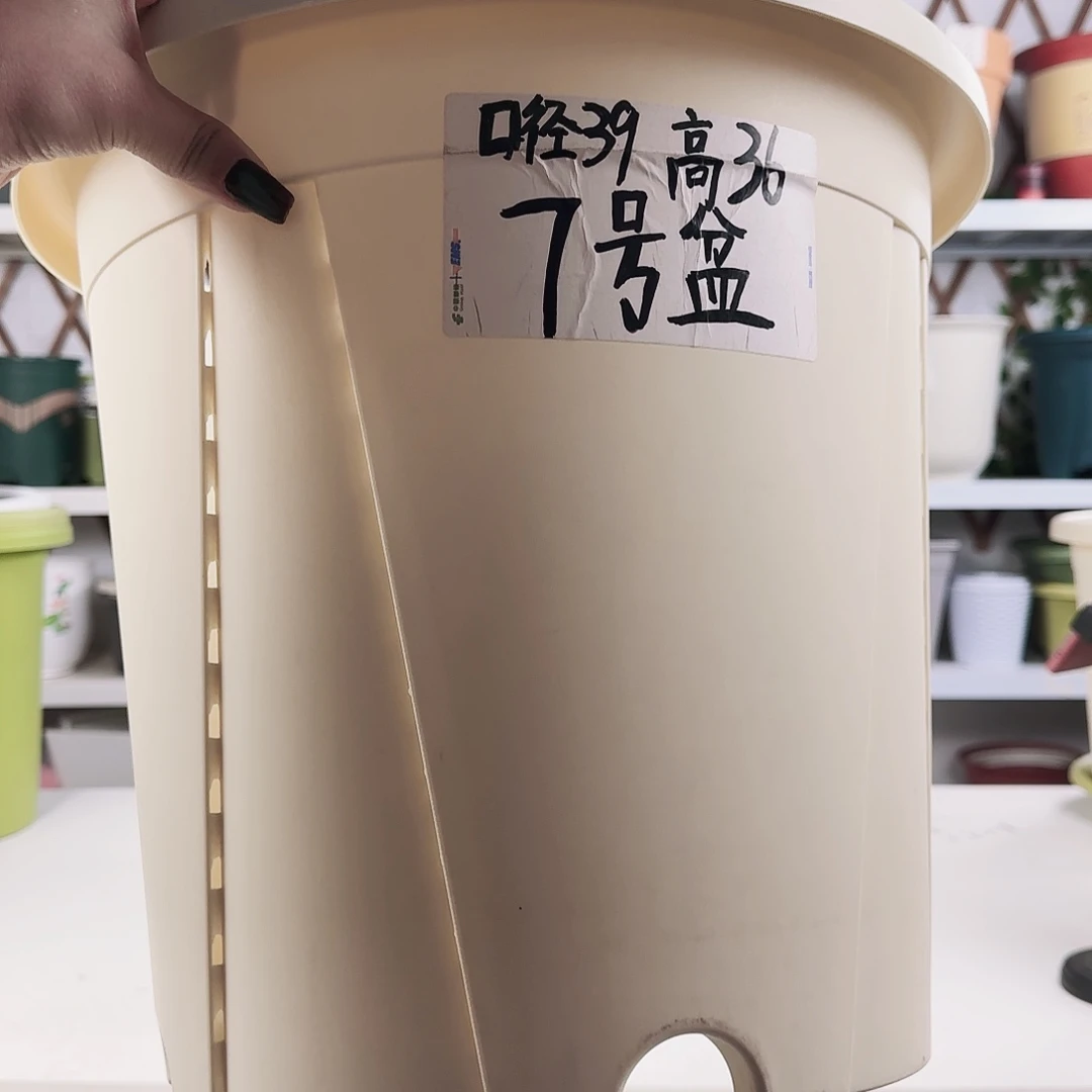 青山控根7号米色10个无托