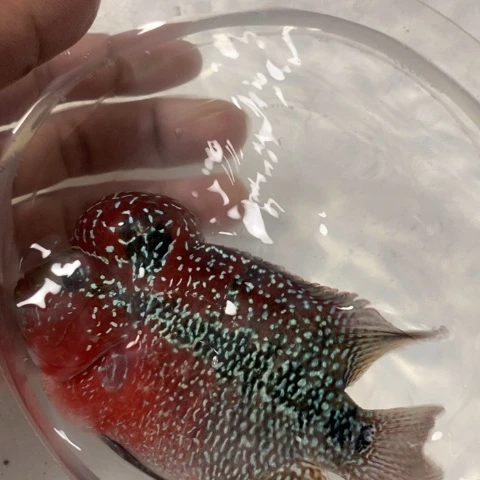 罗汉鱼鸿运罗汉一条1111