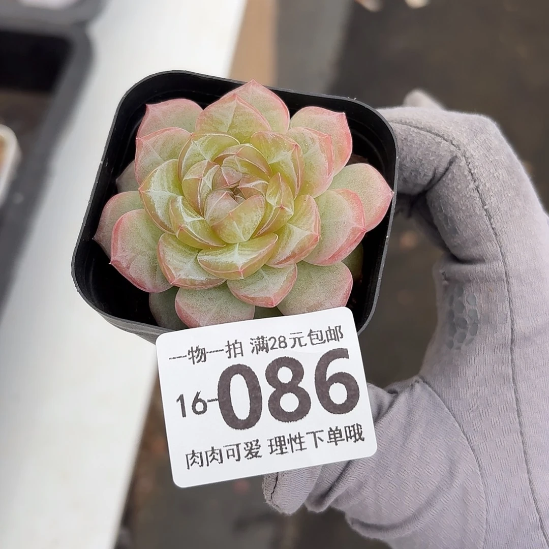 柠檬珍妮无盆土发货无盆