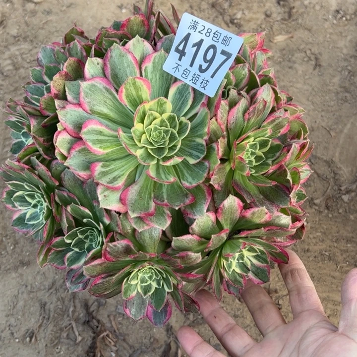 水蜜桃多肉植物法师4197